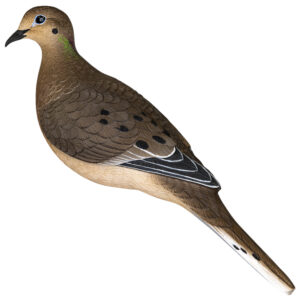 Avian X AVX-DOVE-6PK Full Body Dove Decoys - 6 Pack