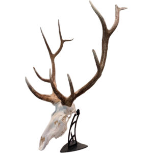 Skull Hooker Big Table Hooker - Black Trophy Mount